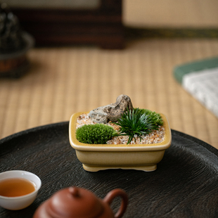 静艺花舍 贵船苔菖蒲盆景室内桌面绿植茶室茶几蒲草玩家山野草