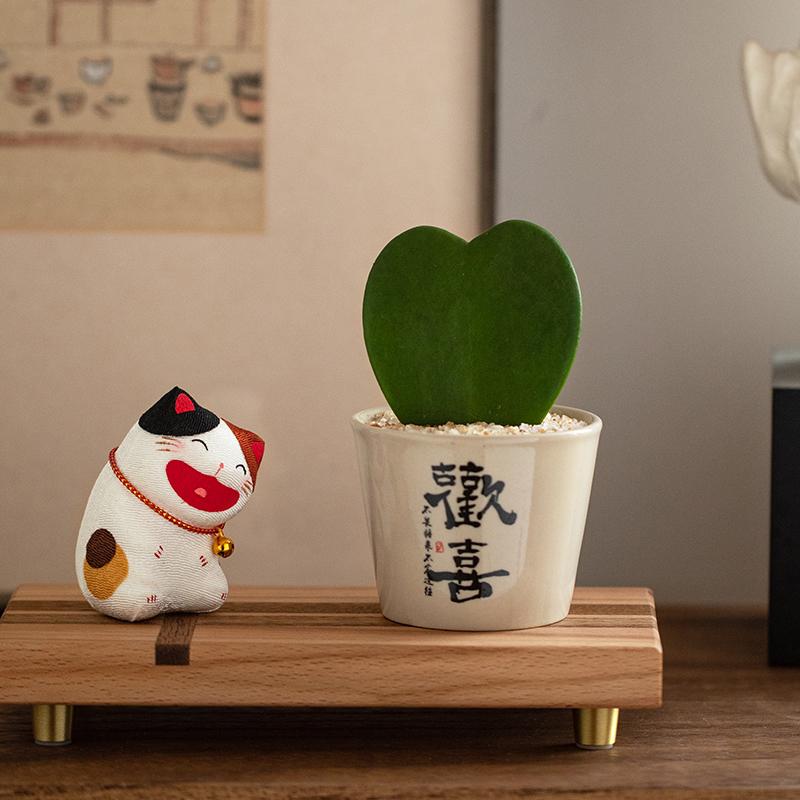 一心一意心叶球兰治愈盆栽易养