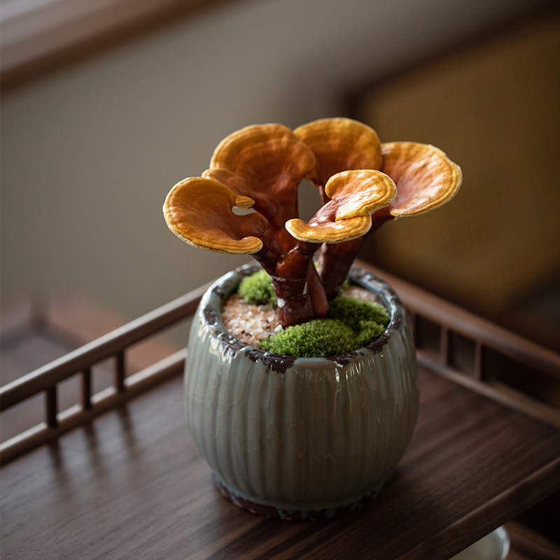 灵芝盆栽室内桌面好养招财绿植图片