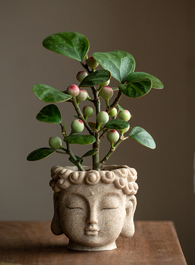 静艺花舍 一念禅意佛头菩提鱼骨令箭铁树盆栽办公室桌面好养植物