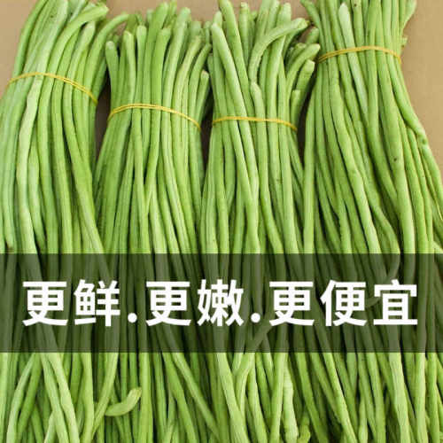 现摘长豆角5斤新鲜蔬菜3斤嫩豇豆现摘青豆角可腌制酸豆角批发