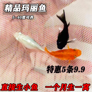 好养玛丽球鱼 月光鱼胎生鱼直接下小鱼大肚怀孕鱼米奇 小型热带鱼