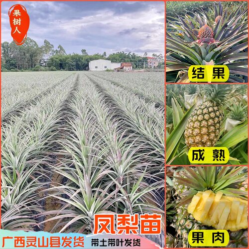 台湾金钻凤梨苗阳台庭院盆栽包邮