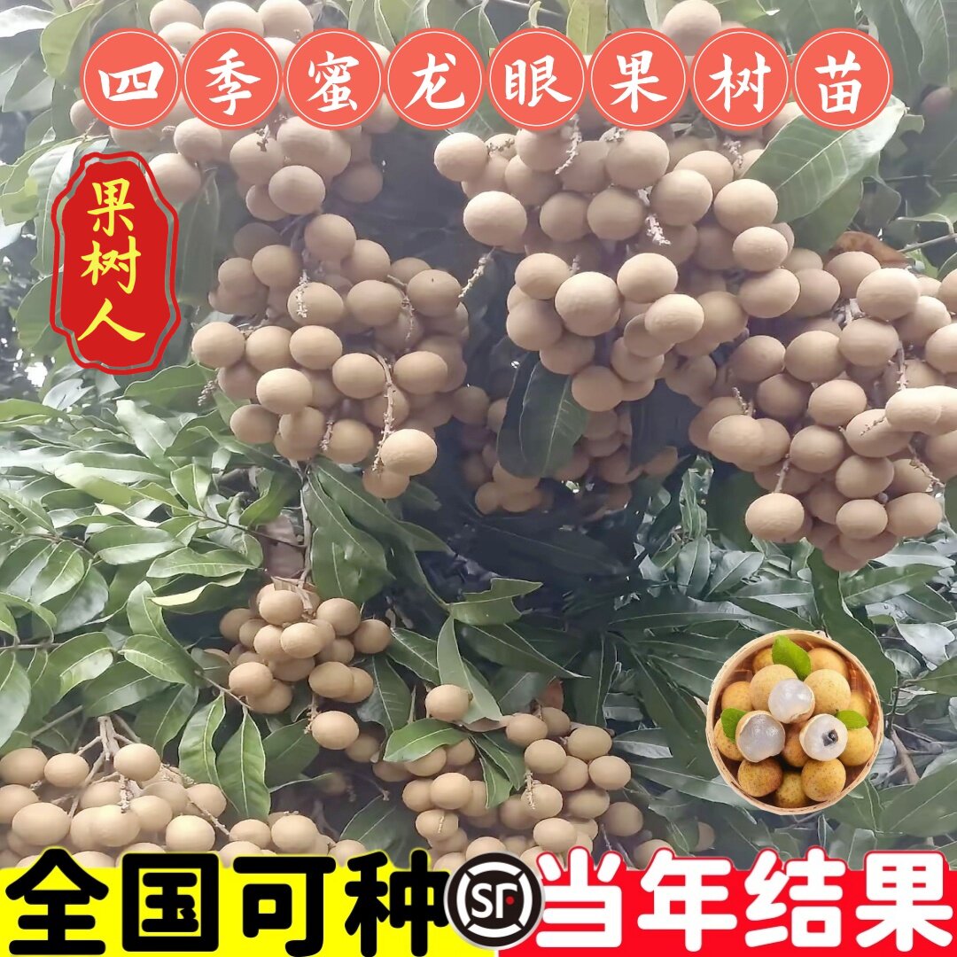 正宗广西嫁接四季龙眼树苗