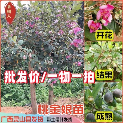 桃金娘苗庭院盆栽种植常绿乌捻子