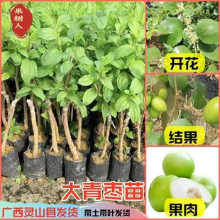 台湾大青枣树苗阳台庭院盆栽地栽果树苗嫁接枣子苗当年结果青枣苗