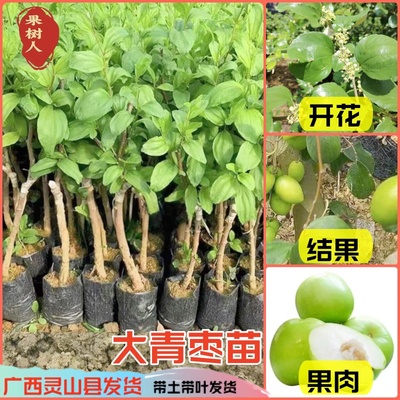 大青枣树苗阳台庭院地栽当年结果