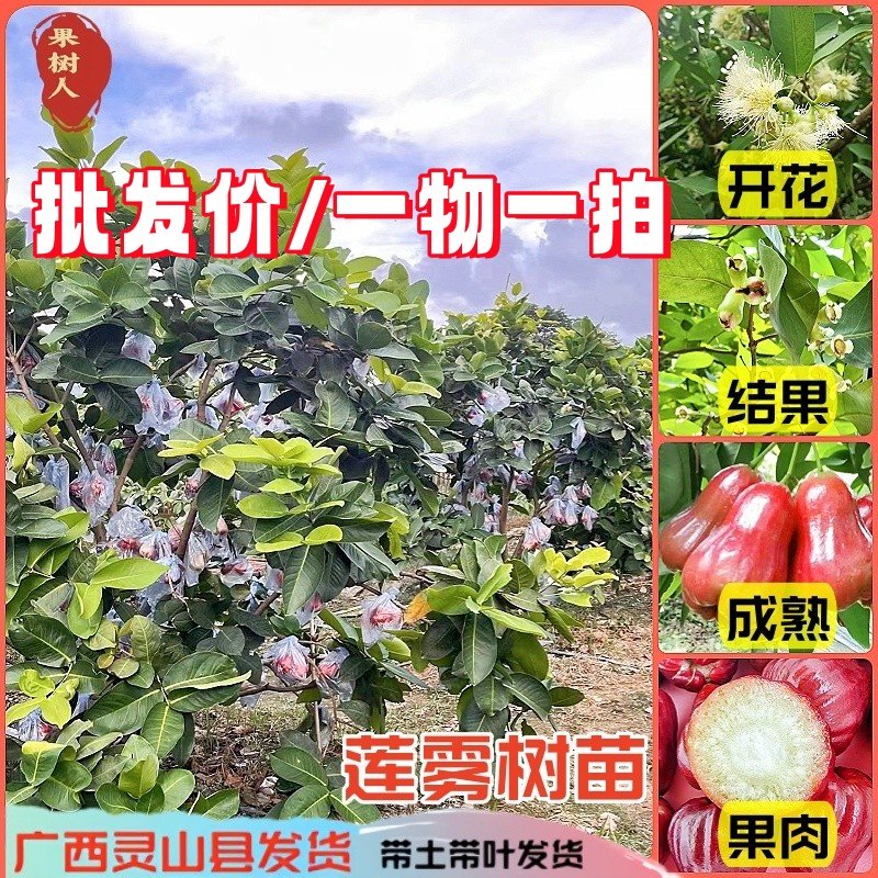 莲雾果树苗大叶红黑金刚黑糖芭比嫁接莲雾苗庭院地栽盆栽当年结果,鲜花速递/花卉仿真/绿植园艺,果树,淘宝优惠券,粉丝福利购,淘宝优惠卷