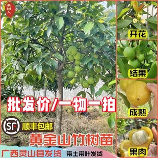 广西山竹果树苗嫁接岭南山竹苗耐寒黄金山竹果苗庭院阳台四季种植