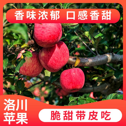 【彩箱】陕西洛川苹果新鲜水果香味浓郁口感香甜脆甜当季现摘直发