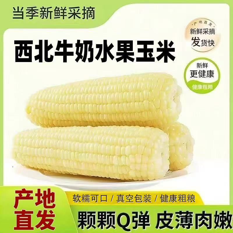 新鲜西北牛奶水果白玉米棒