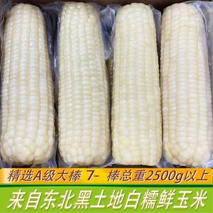 长白山糖心糯玉米棒 San姆同源通化黏玉米真空非转基因老嫩糯可选