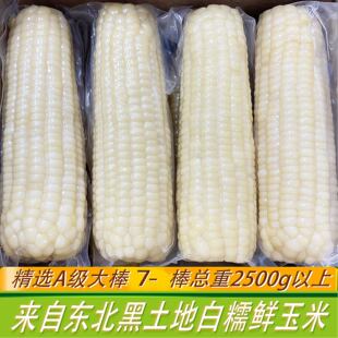 San姆同源通化黏玉米真空非转基因老嫩糯可选 长白山糖心糯玉米棒