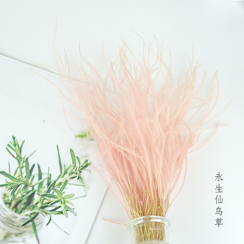 假一赔十仙鸟草INS小芦苇干花粉色少女心清新摆件韩国进口装饰拍照道具