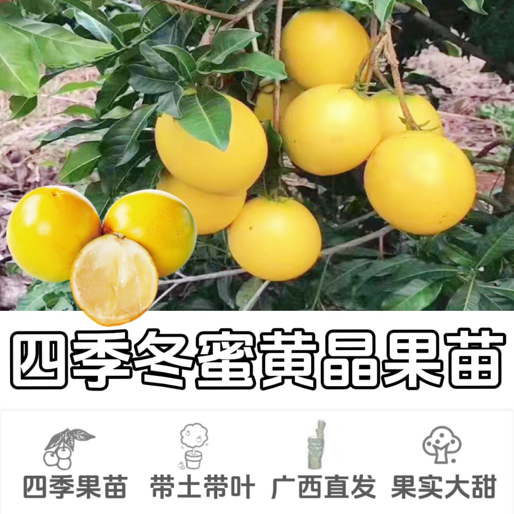 新品种牛奶香黄晶果树苗冬蜜蜜久嫁接黄金果四季果盆栽带土种植