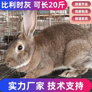 兔子活物花巨兔大型肉兔巨种兔活苗幼崽比利时新西兰肉兔