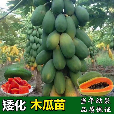 矮化红心冰糖木瓜苗四季当年结果