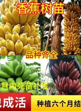香蕉树苗芭蕉树耐寒矮化小米蕉苗粉蕉皇帝焦西贡蕉红蕉带土叶阳台
