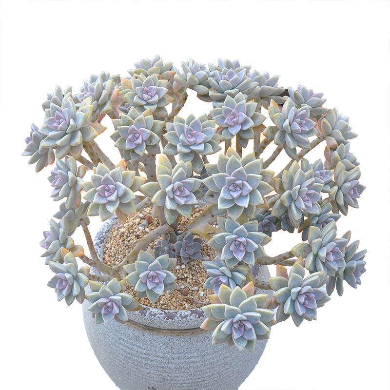 梅丽阁景天 翡翠塔 梅丽格 梅莉格多肉植物百科图片 培育种植 饲养繁殖 Sbike