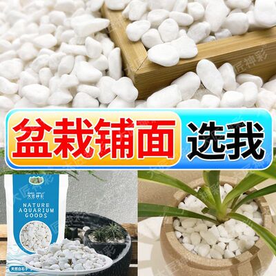 水培石子颗粒天然鹅卵石雨花石白色小石头造景庭院盆栽郁金香水仙