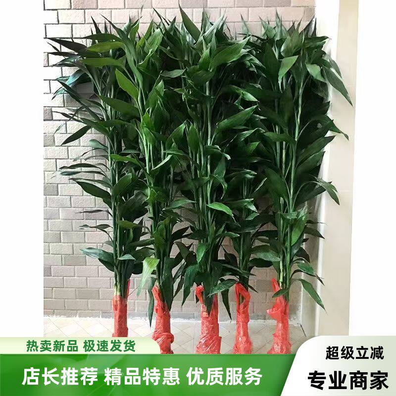 又高又大又粗1米以上精品粗大富贵竹 云南昆明直发 水培绿植