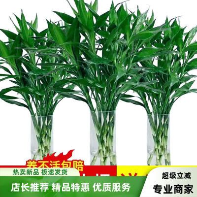 富贵竹粗竹盆栽室内客厅招财水养大宽叶转运竹节节高绿植水培水养