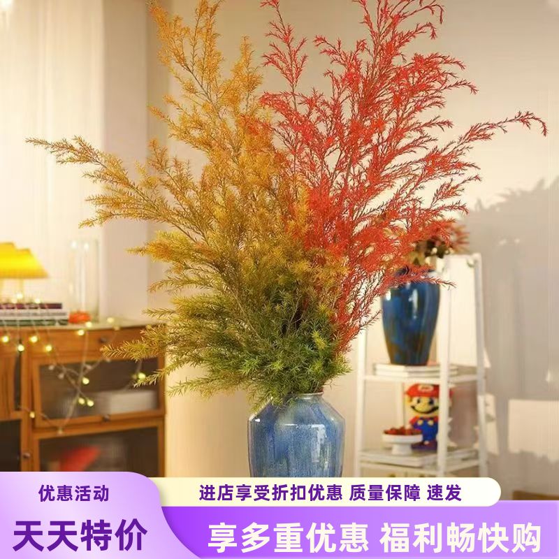 黄金香柳千层金鲜花水培植物