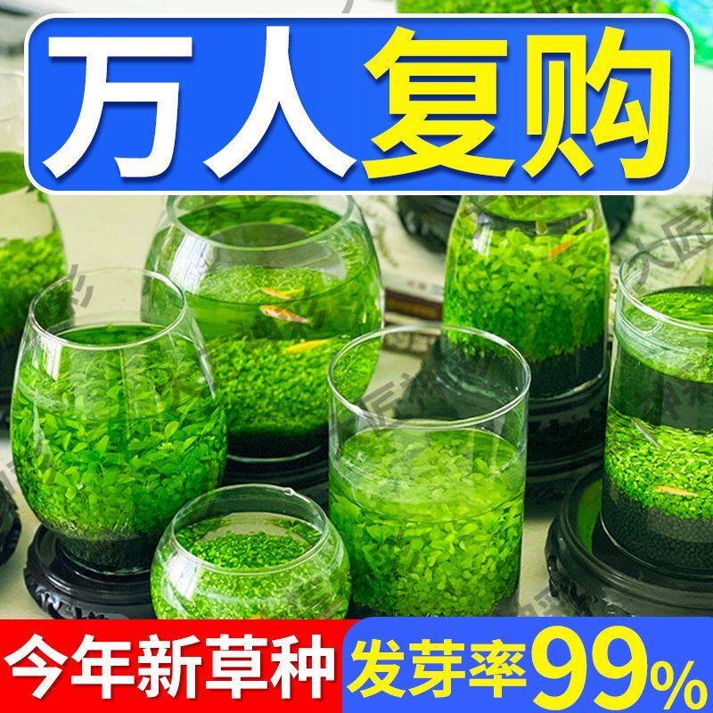水草种子增氧造景免洗四季大小对叶鱼缸小型家用生态瓶科学五年级