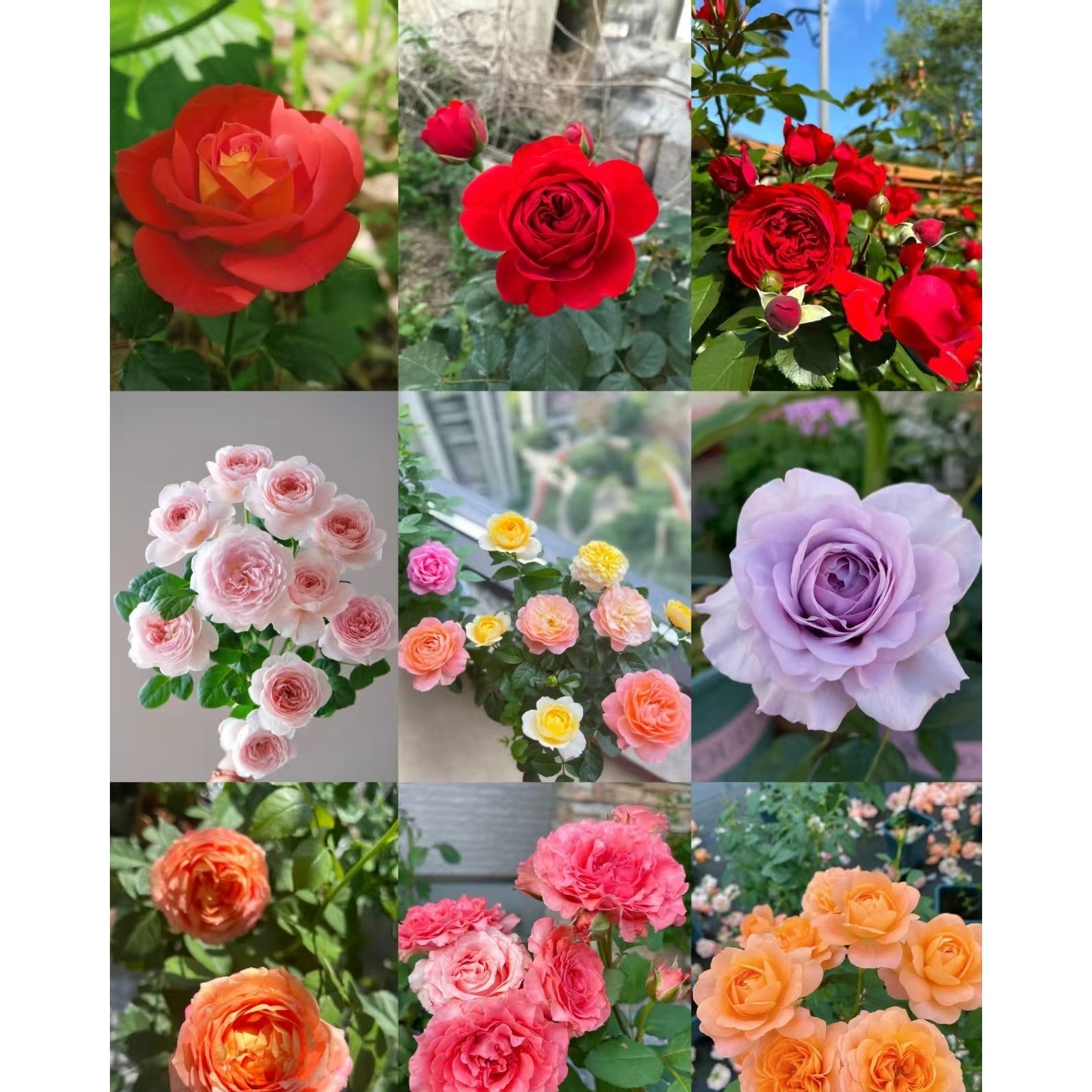 云南直发180盆栽一加仑盆栽月季月季多品种果汁阳台室内阳台室外