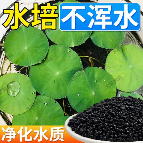 【碗莲专用泥】水草泥高肥力不臭水不浑水碗莲睡莲水培植物营养泥