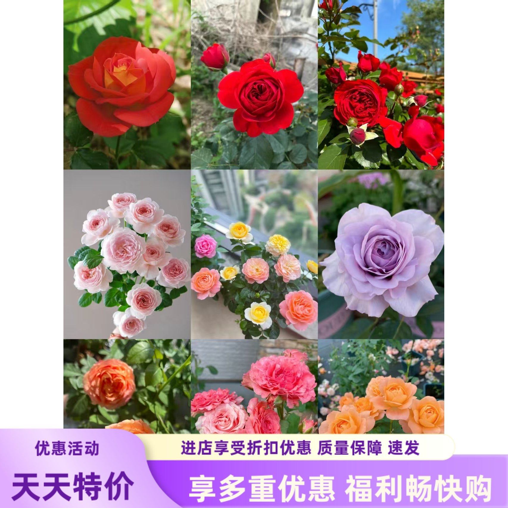 180盆栽一加仑盆栽月季月季多品种果汁阳台仙度瑞拉室内阳台室外