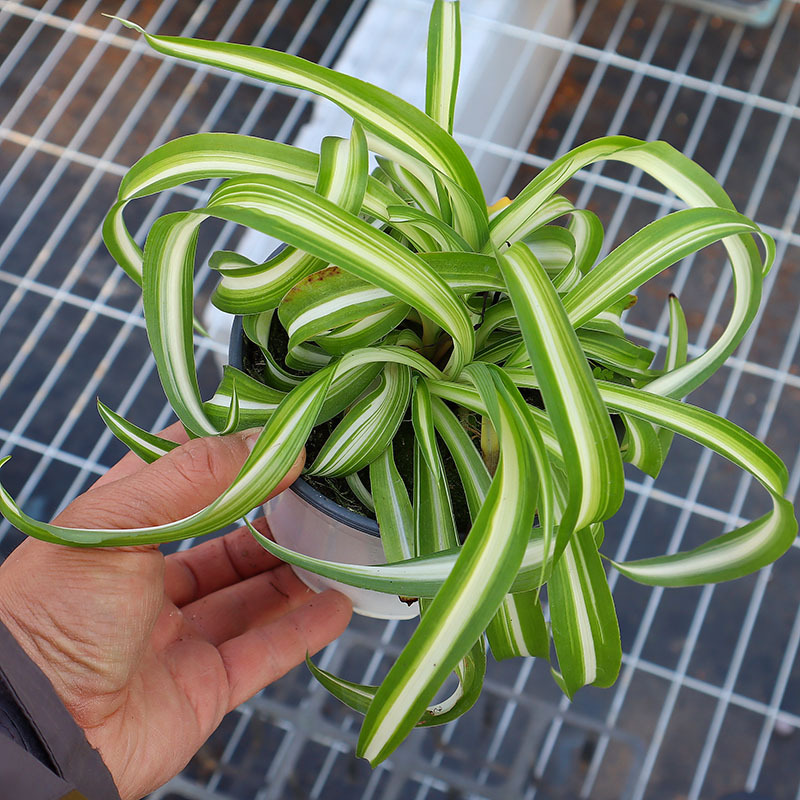 卷叶吊兰包邮室内窗台阳台办公室易养花卉绿植盆栽含盆带土发伴兮