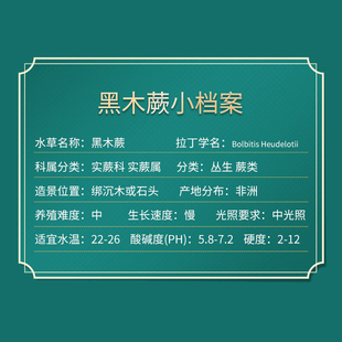 矮种黑木蕨阴性水草沉木造景中后景鱼草缸水中叶淡水无碳新手好养