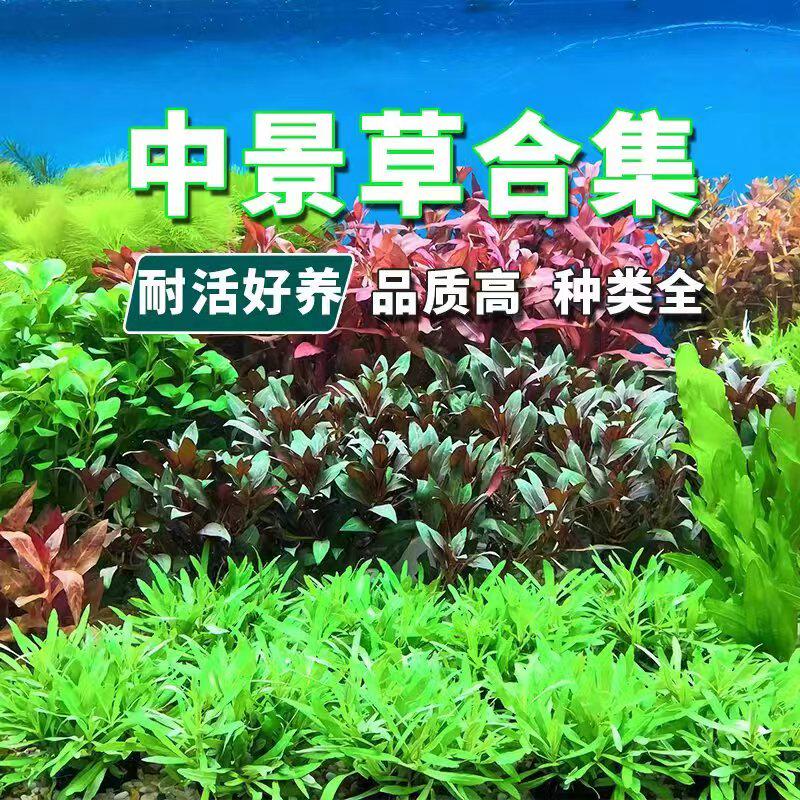 中景阴性水下叶洪峰水草罗贝利红玫瑰淡水活体植物懒人鱼草缸造景