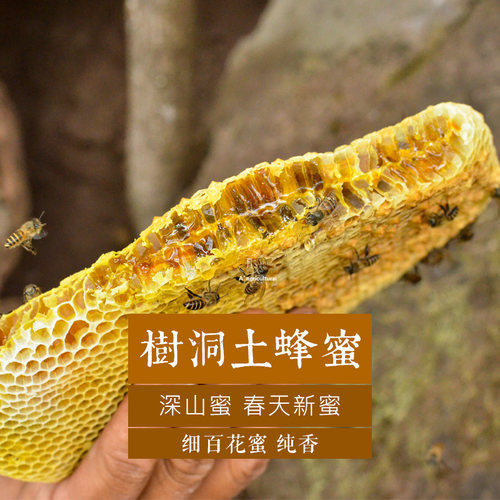 土蜂蜜树洞整块嚼着吃1斤