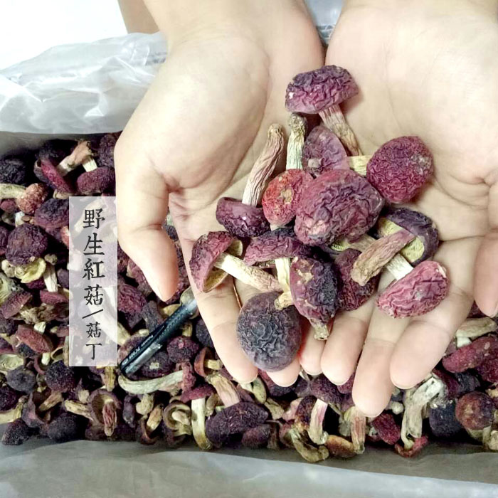 云南思茅红菇菇丁正红菇大红菌红椎菌非福建武夷山红蘑菇100g