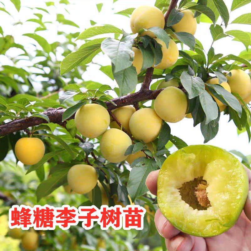 无核李子树苗高甜度耐寒耐高温盆栽地栽南方北方种植当年结果_虎窝淘