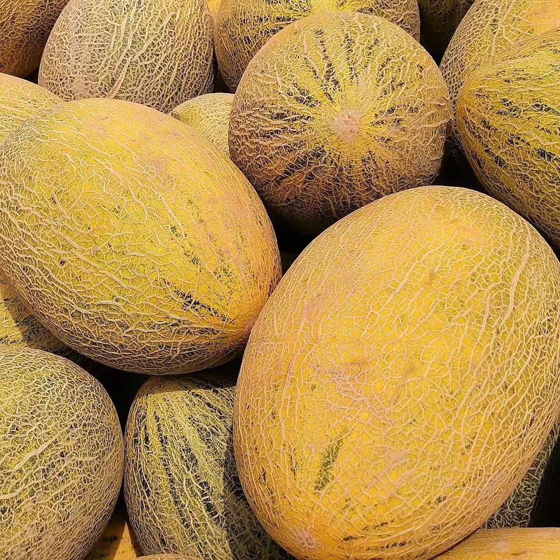 伽师瓜八六王正宗新疆喀什特产应季新鲜水果甜瓜王黄皮哈密瓜包邮