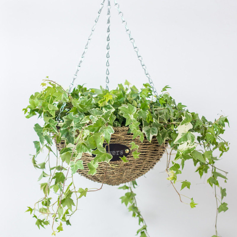 草编田园创意吊兰花篮藤编木丝墙挂悬挂吊篮花盆绿萝常青藤吊盆