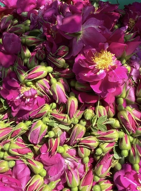 2025年永登县苦水玫瑰晒干无硫熏甘肃兰州玫瑰花茶花蕾花苞半斤装