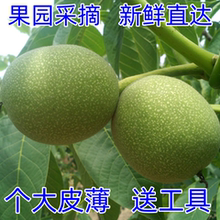 2025年新货新鲜带青皮核桃去皮湿核桃绿皮薄皮孕妇专用核桃