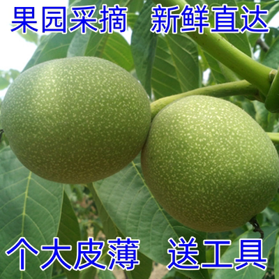 2025年鲜核桃去青皮新鲜湿核桃现摘去绿皮孕妇薄皮生核桃