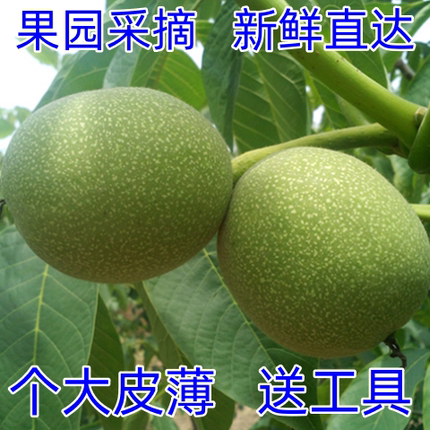 2025年新货新鲜带青皮核桃去皮湿核桃绿皮薄皮孕妇专用核桃
