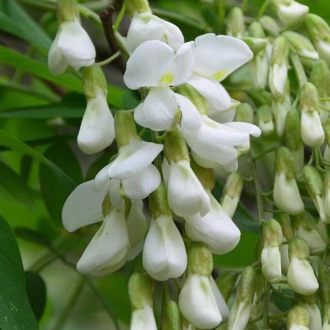 2026现摘现发野生杨槐花新鲜榆钱野菜洋槐花花骨朵农家自产干槐花