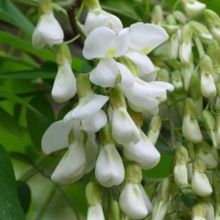 2026现摘现发野生杨槐花新鲜榆钱野菜洋槐花花骨朵农家自产干槐花