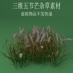 三维C4D五节芒素材3ds杂草芭茅芒草fbx管芒管草寒芒obj