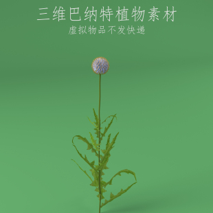 三维C4D巴纳特花素材3ds植物fbx花朵模型obj蓝刺头