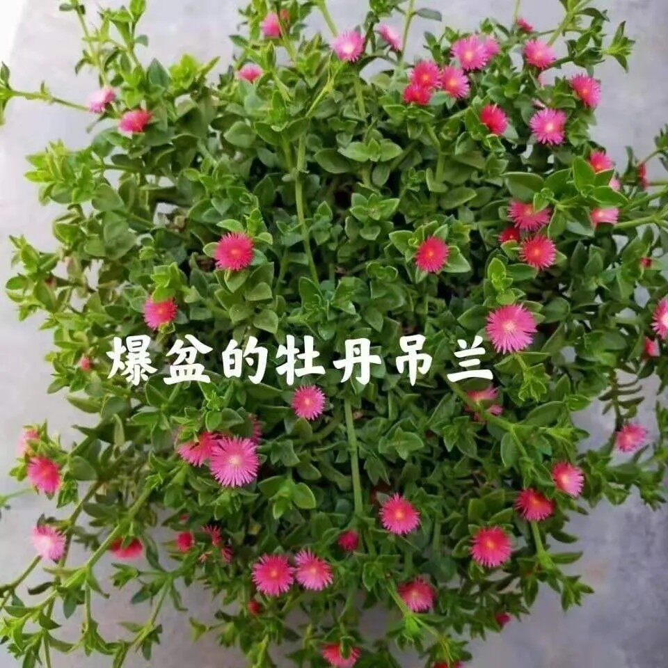 牡丹吊兰盆栽 阳台植物四季吊兰绿植 金鱼吊兰花苗桌面绿植盆栽花