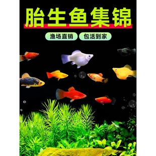 红米奇鱼形胎生鱼小型鱼活体热带观赏鱼玛丽鱼红箭月光鱼孔雀鱼