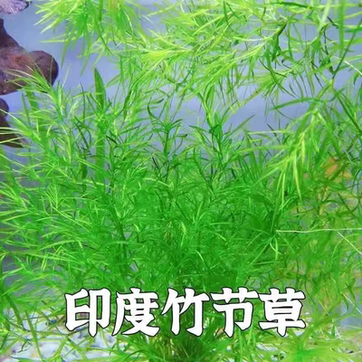 印度小竹节竹节草造景绿菊蜈蚣草水榕活体真草水草植物鱼缸